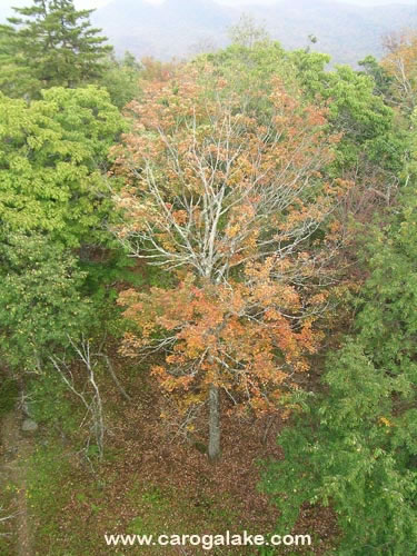 Kane Mountain Fire Tower Trail 87