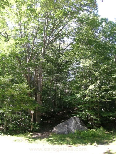 Peck's Lake Nature Trail 03