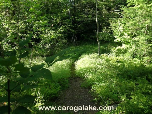 Peck's Lake Nature Trail 08