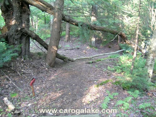 Peck's Lake Nature Trail 11