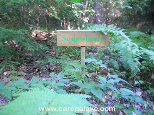 Peck's Lake Nature Trail 15