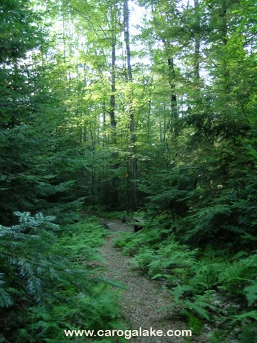 Peck's Lake Nature Trail 16