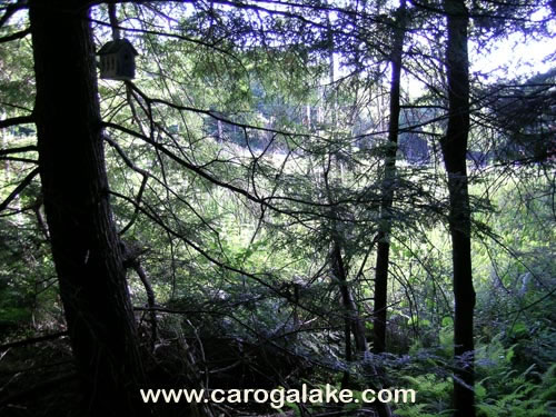 Peck's Lake Nature Trail 23