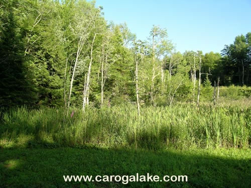 Peck's Lake Nature Trail 28