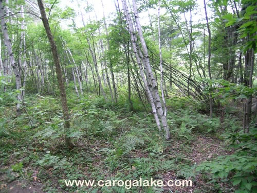 Willie Marsh Trail 02