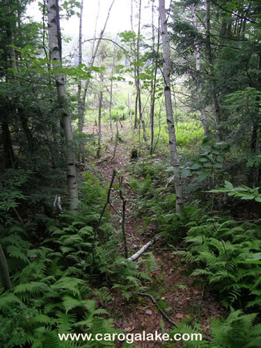 Willie Marsh Trail 05
