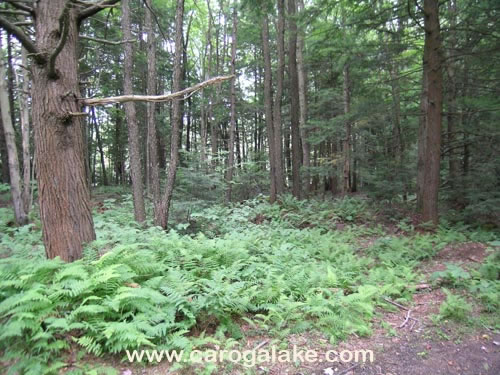 Willie Marsh Trail 07