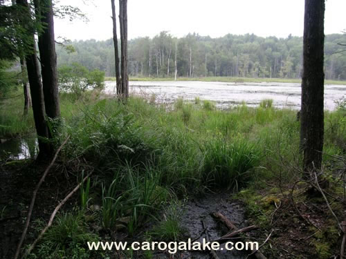 Willie Marsh Trail 08