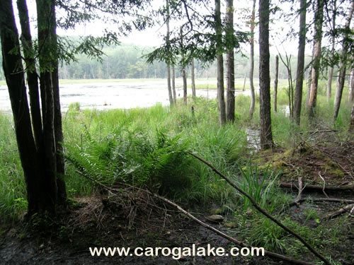 Willie Marsh Trail 09