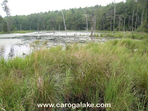 Willie Marsh Trail 15