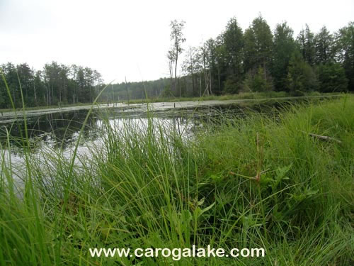 Willie Marsh Trail 22