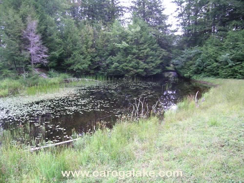 Willie Marsh Trail 24