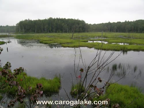 Willie Marsh Trail 26