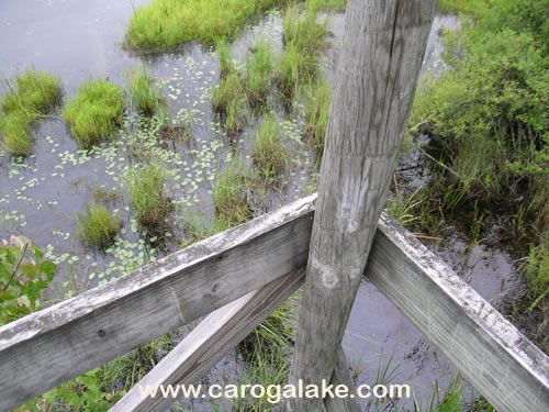 Willie Marsh Trail 28