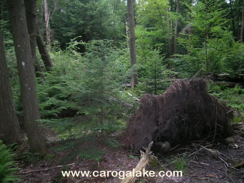 Willie Marsh Trail 29